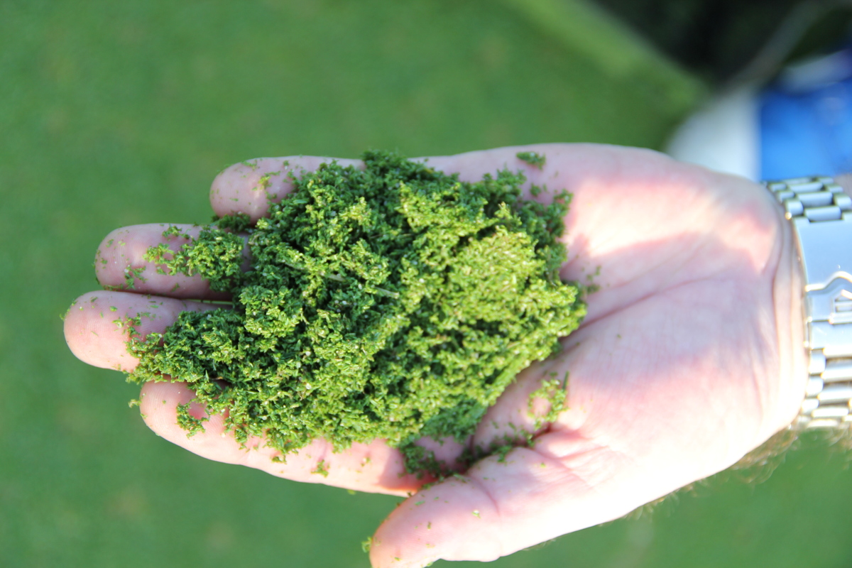 Fine Cut Grass 